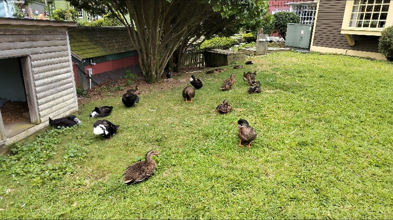 ducks on green grass