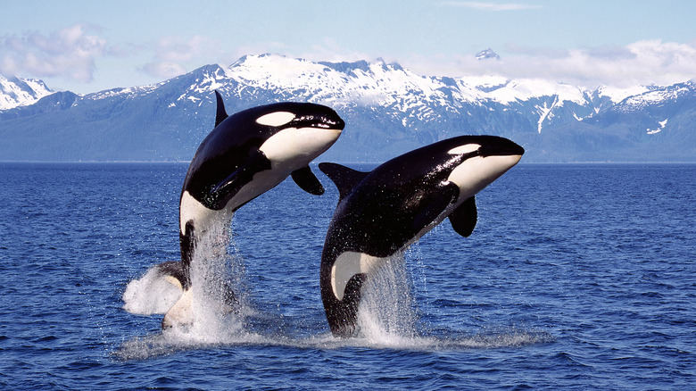 killer whales jumping