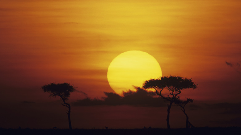 Sunset on the savannah