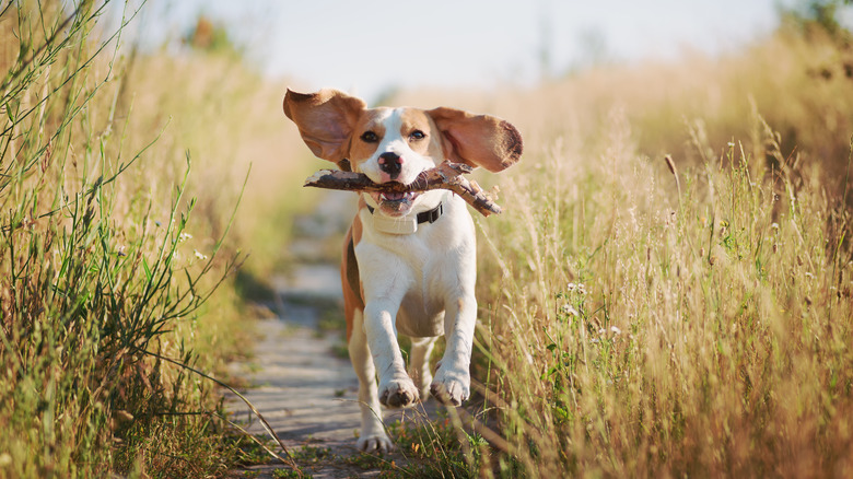 Dog running on path with stick