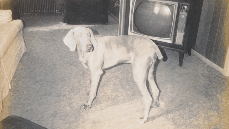 overexposed vintage photo of a dog