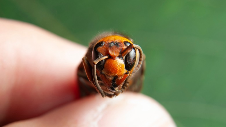 asia murder hornet in fingers