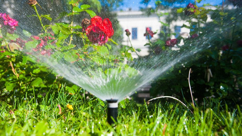 sprinkler on a sunny day