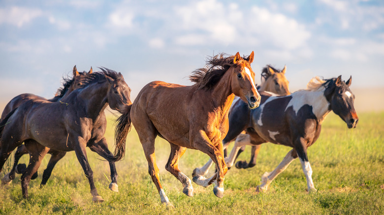 Horses running in a field