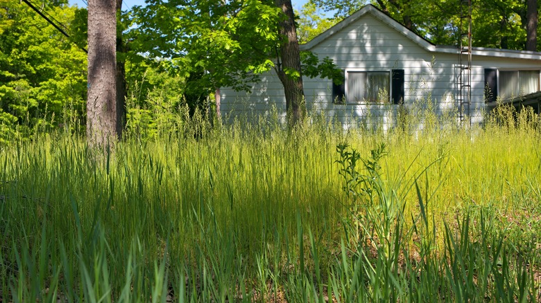 Overgrown Lawn