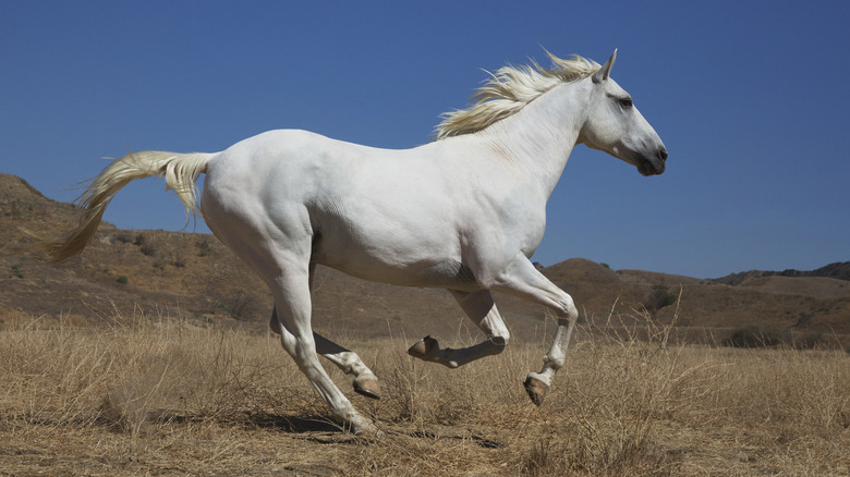 white horse running in field