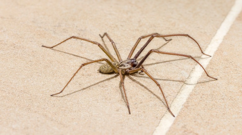 Spider on a ceramic floor