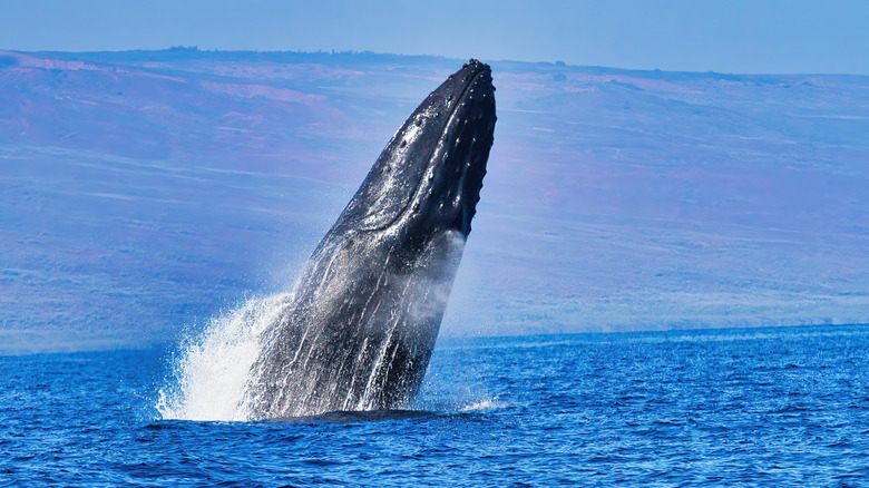 A humpback whale, a species known to use sound waves to communicate with each other