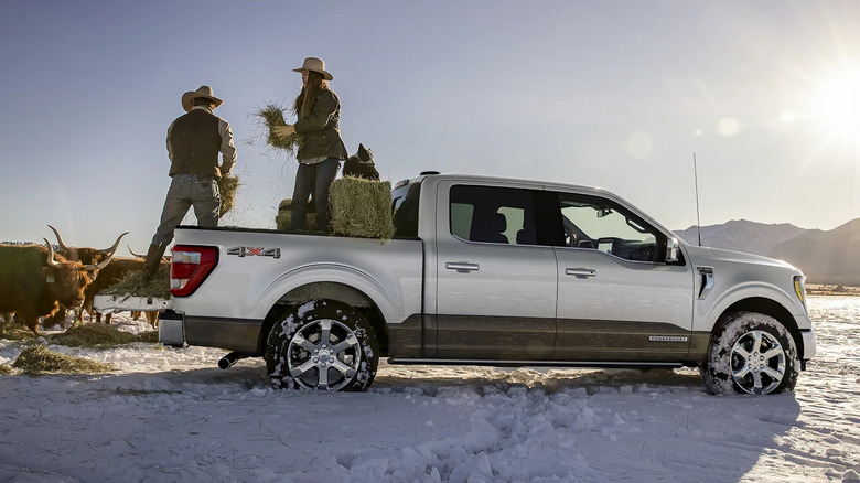 two people unloading hay from a 2023 Ford F-150, feeding cows in the snow