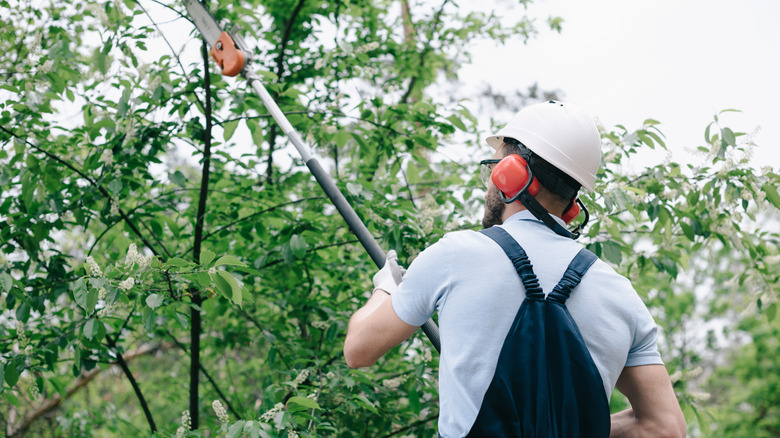 Man using pole chainsaw 