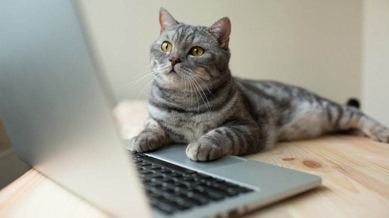 Cat on Mac laptop