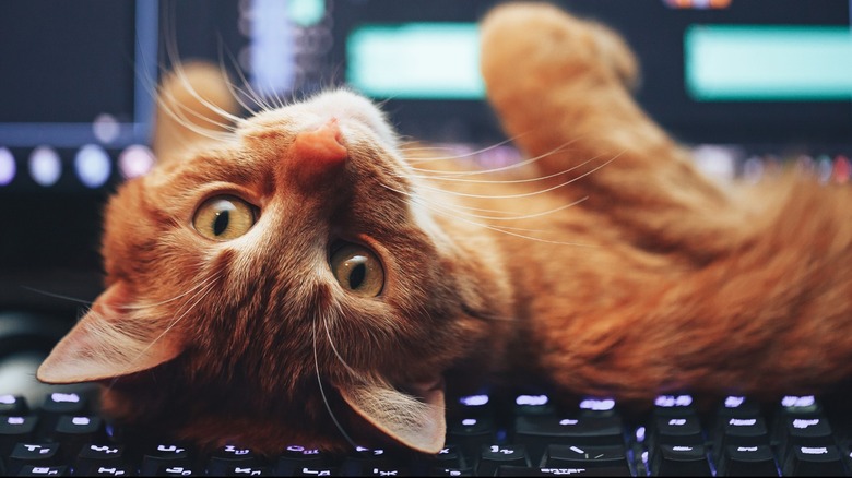 cat on keyboard