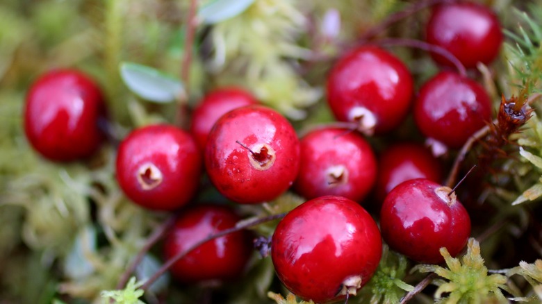 macro photo of wild red berries