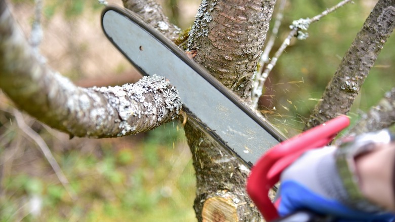 Chainsaw cutting through branch