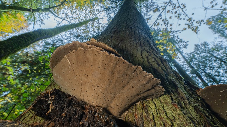 Mushroom growing on an old growth tree.