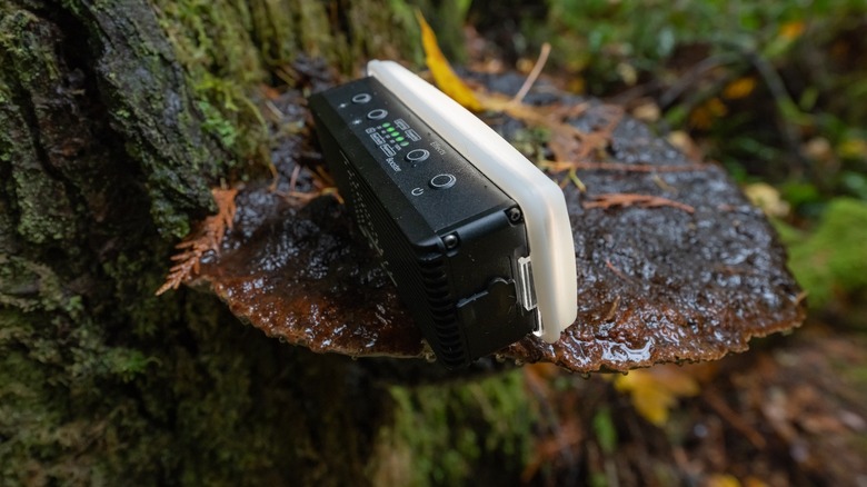 Aputure Amaran AL-MW light on a mushroom growing on a tree.