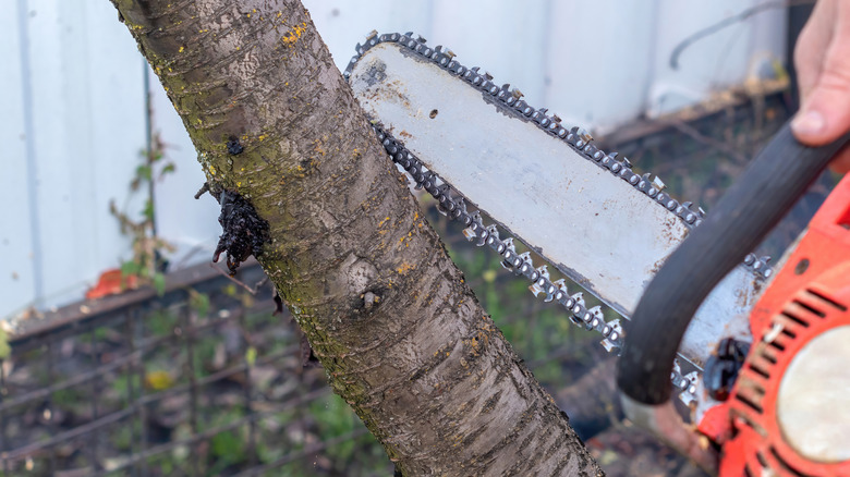 Chainsaw on small tree