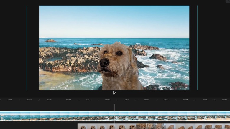 dog on green screen