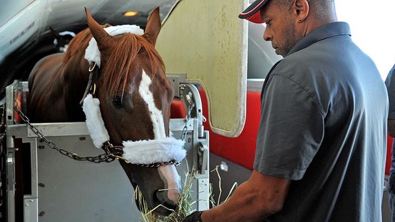 Handler feeding horse aboard Air Horse One