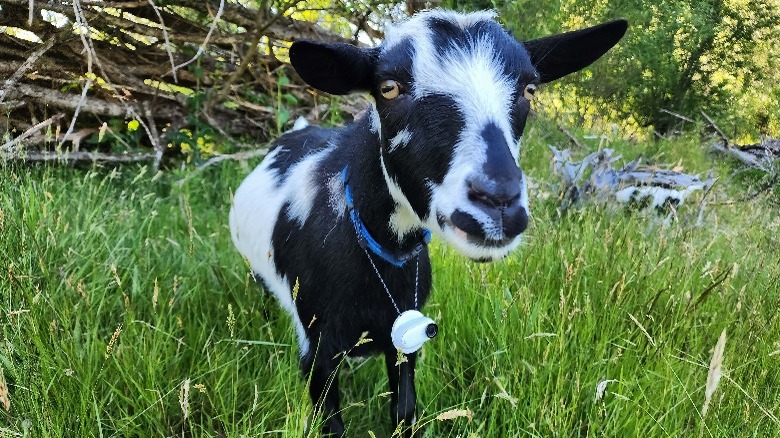 Goat in grass