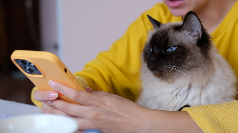 Cat looking at iPhone while on person's lap