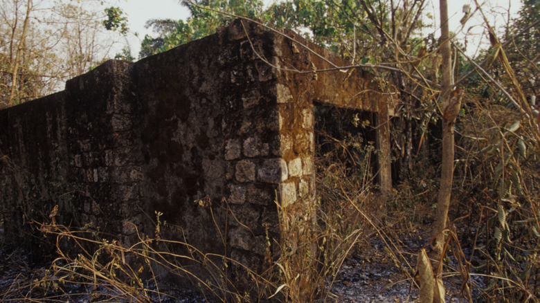 overgrown abandoned school building after the Lake Nyos disaster