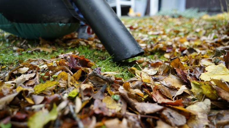 A leaf vacuum sucking up leaves from grass.