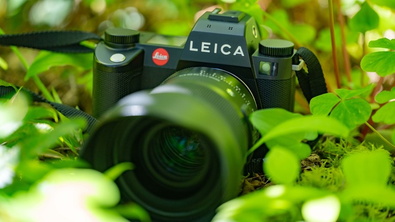 Leica SL3 amid the leaves