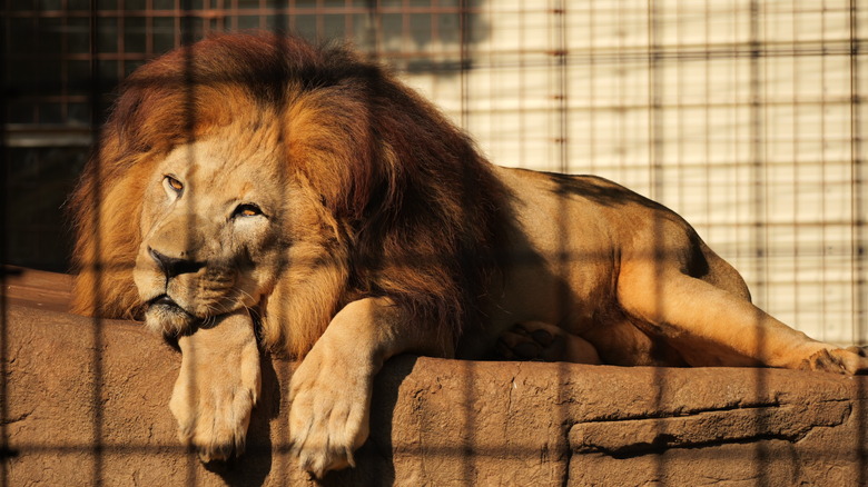 Lion taken with a telephoto lens