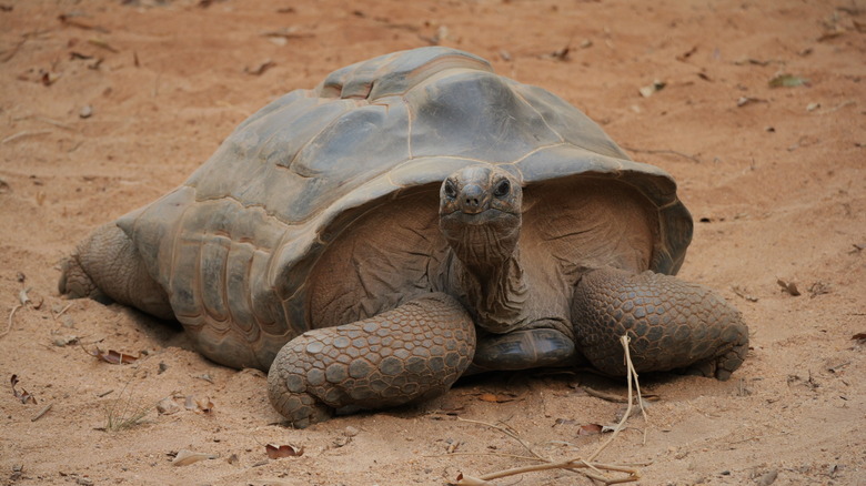 Giant Tortoise