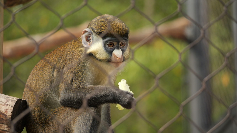 Monkey Eating Lettuce