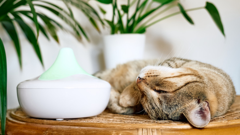 Cat snoozing next to a home humidifier.