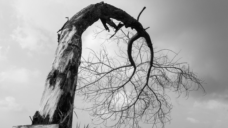 Twisted dead tree grayscale