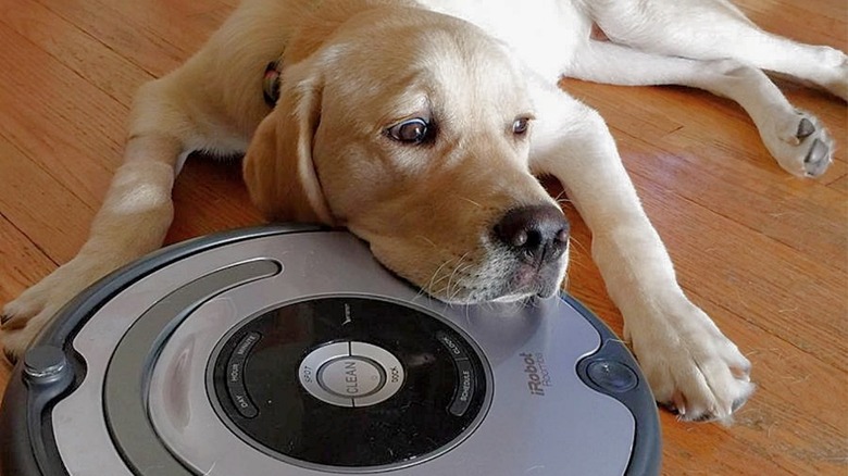 A dog and its iRobot friend.