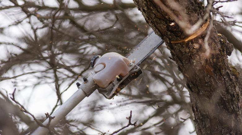 Pole saw cutting thick tree branch