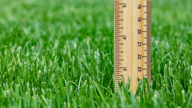 Ruler measuring grass