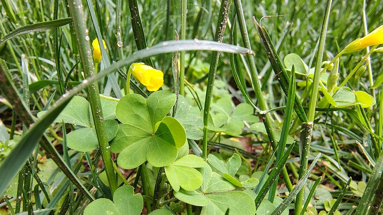 photograph of small flowers with macro lens