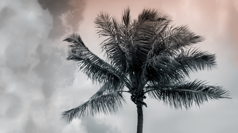 Palm tree cloudy stormy sky