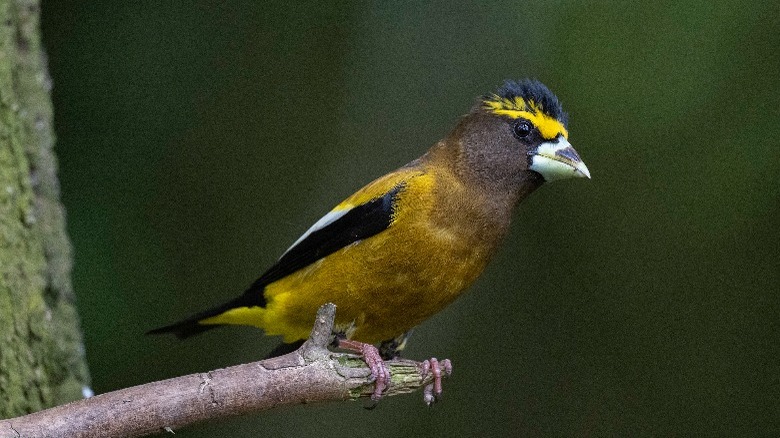 Evening Grosbeak photographed with the Nikon Z8