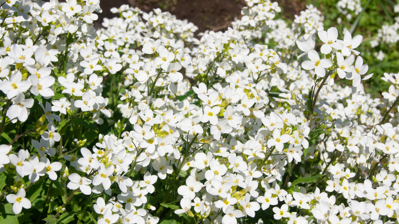 blossoming white bacopa cabana plant 