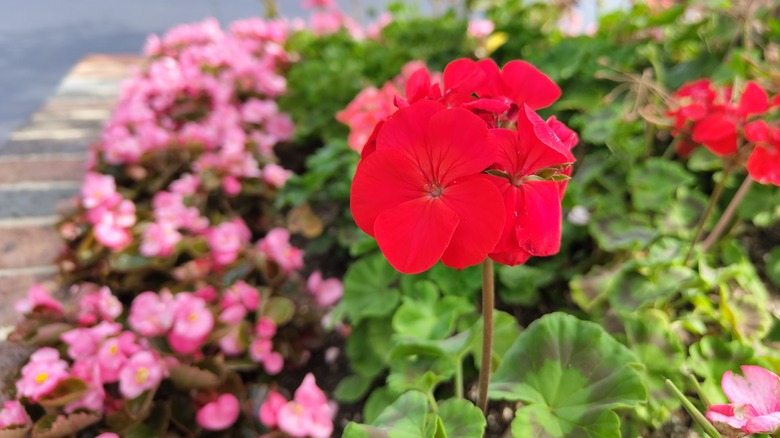 Macro photo of a flower