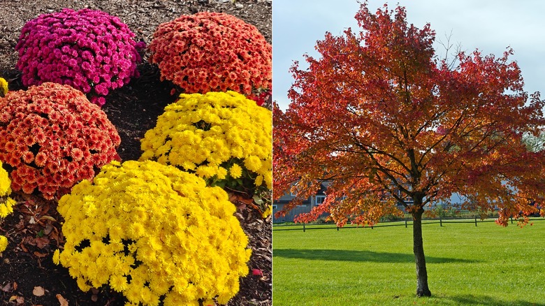 Flowers and Trees