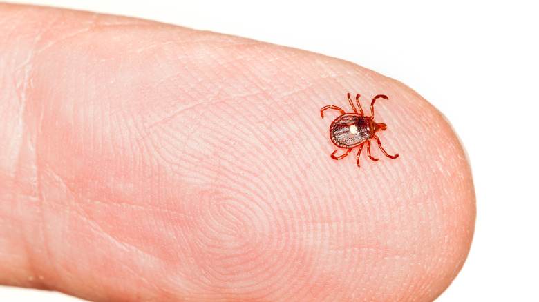 Lone Star tick on finger