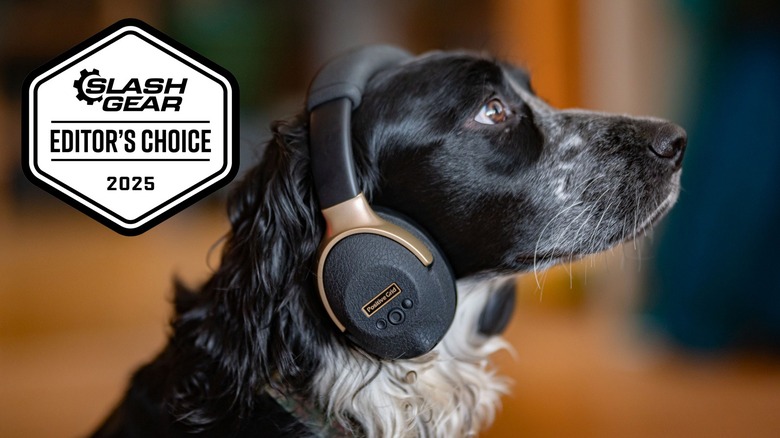 A dog wearing the Positive Grid Spark Neo headphones.