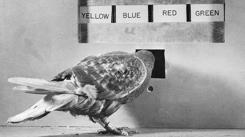 b.f. skinner pigeon machine