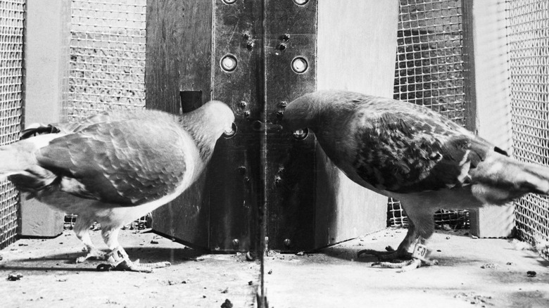 b. f. skinner pigeon operant conditioning