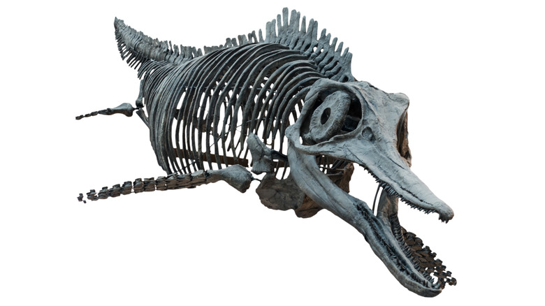 Ichthyosaurus skeleton