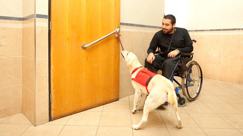 Trained service dog with man in wheelchair