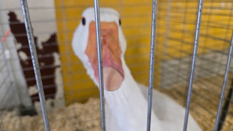 Goose in cage