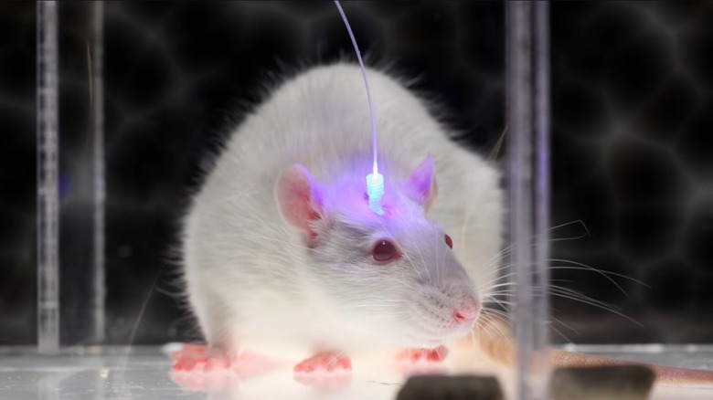 fiber optic cable mouse brain